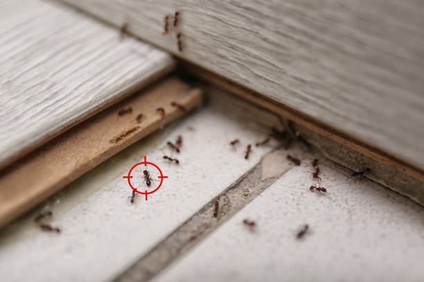 Best Cockroach Control Services  in Richmond, VA