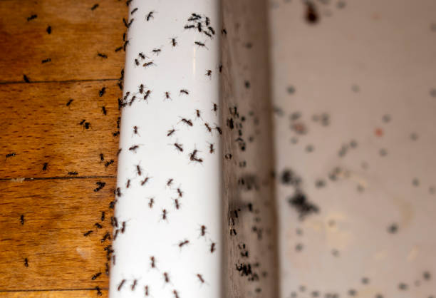 Best Pest Control Near Me  in Richmond, VA